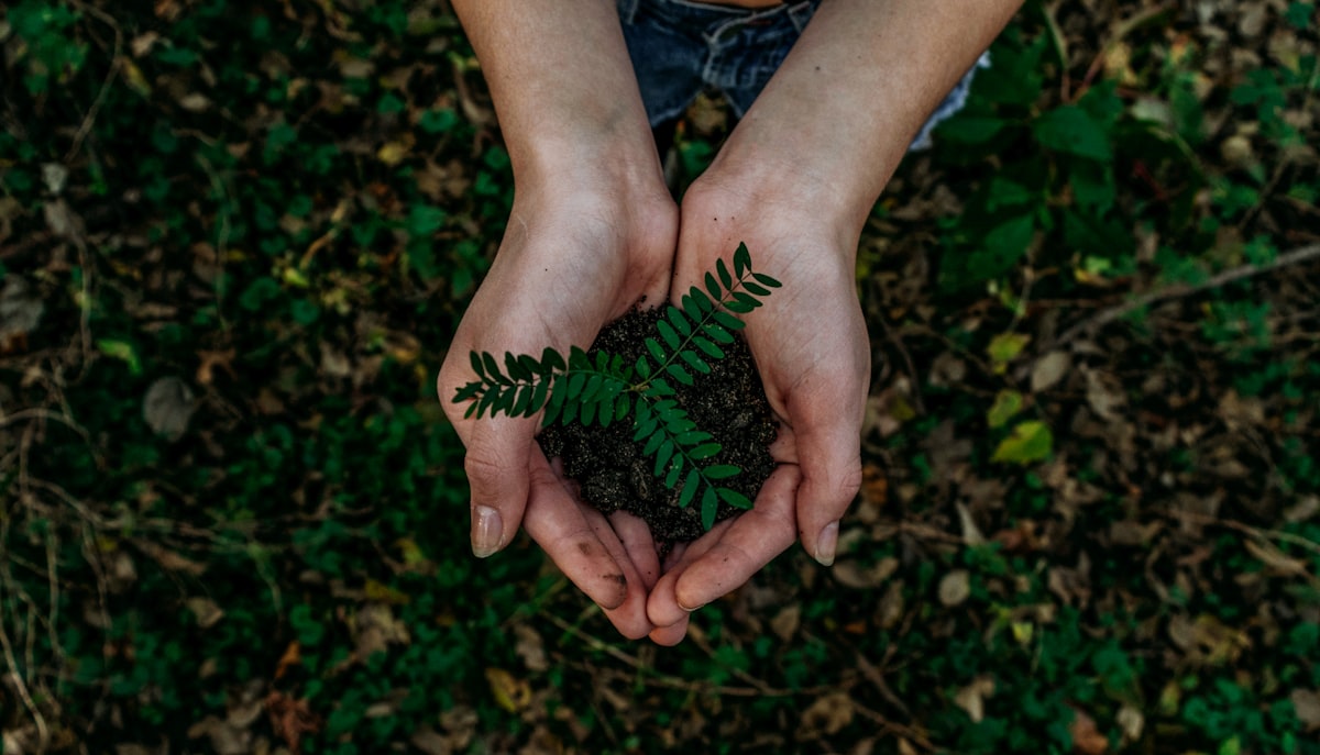 Hojas verdes de árbol en un bosque, símbolo de los suplementos naturales de ginkgo biloba